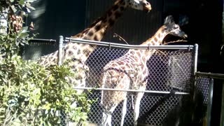 Giraffes eating at the zoo