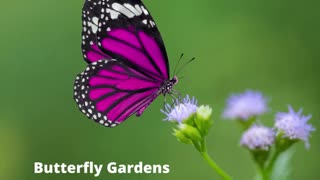 Butterfly Garden Greencastle Pennsylvania Landscaping Contractor