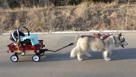 Elderly Malamute pulls baby in red wagon