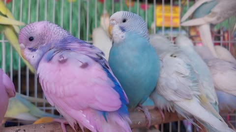 A collection of the most beautiful parrots in the world