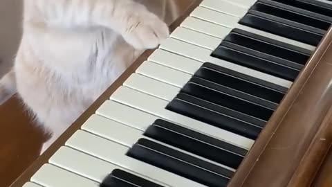 Herb plays the piano!