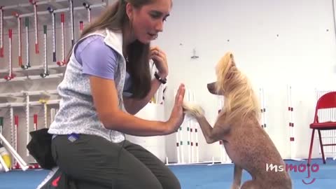 10 amazing tricks you can teach your dogs