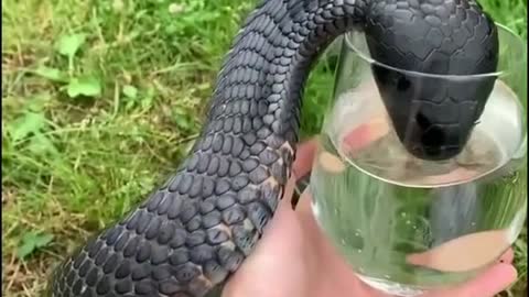 Black cobra its scales look very hard