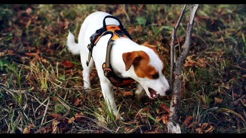 Jack Russell dog nibbles a stick, and then funny runs away