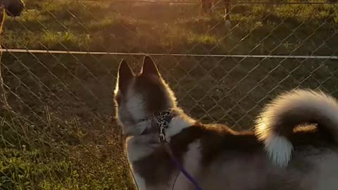 Husky fascinated by horses, wants to make friends