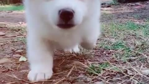 Cute dog WhatsApp status 🥰🥰🥰