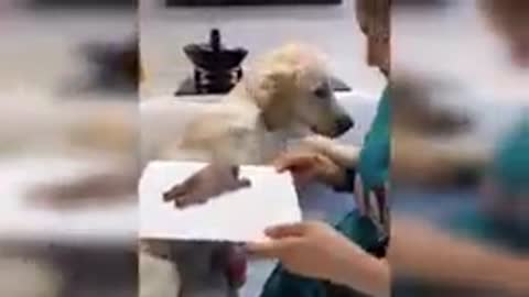 Dogs eating cake