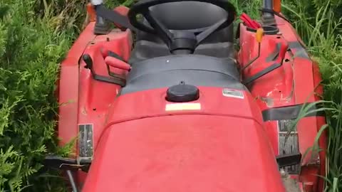 Mowing tree rows of green giants at Highland Hill Farm near Philadelphia