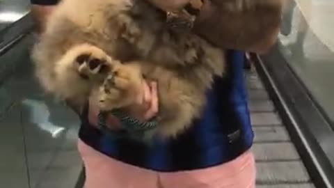 Chow Chow puppy crazy transformation into a bear