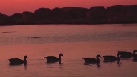 Ducks and ducks in the sunset