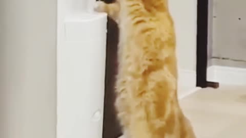 Cute cat DRINKING water funny cat🥰