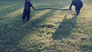 Toddler preciously plays with Cane Corso best friend