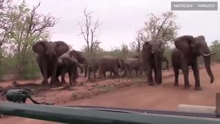 Elefantes tentam assustar turistas em safari