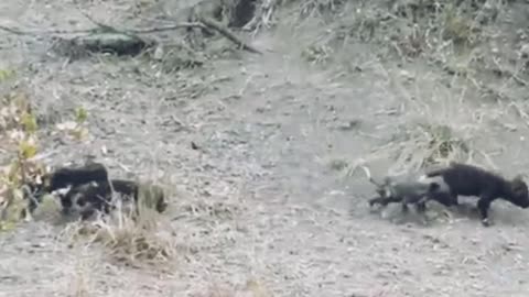 Wild Dog Puppies Emerge for the First Time Super Cute