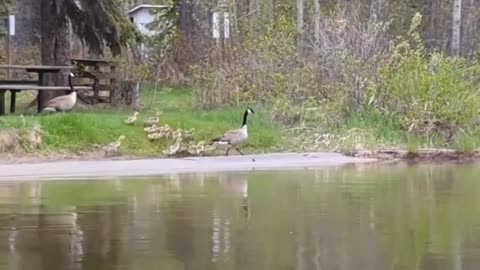 Canadian geese and their goslings going for a swim