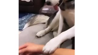 Needy husky demands more scratches from owner