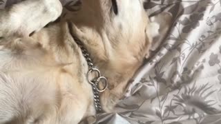 White dog laying down in bed