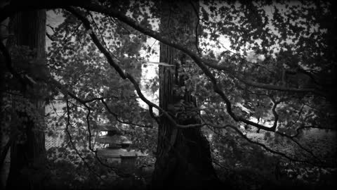 Meditate Relax in the Parks/Meditar Relaxar nos Parques