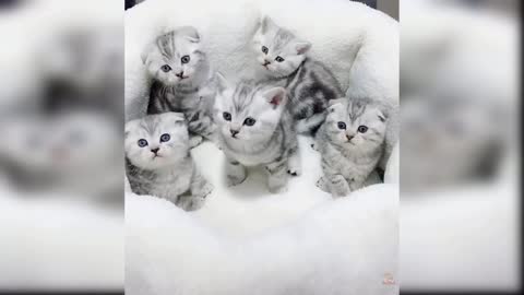 Baby Cats //Cute Little Cats ,Funny