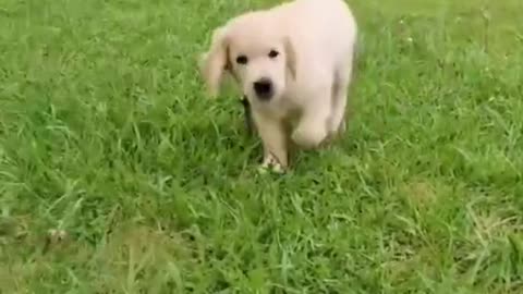 The Cutest Golden Retriever Puppies