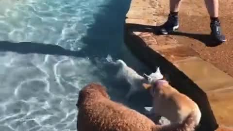 a-dog-swimming-in-swimming-pool