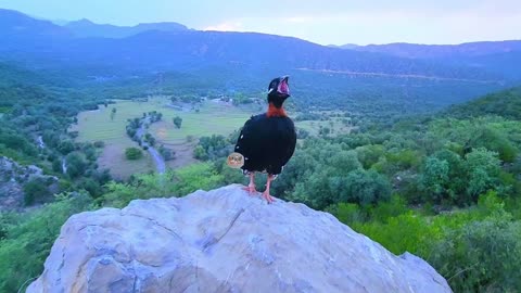 Symphony of the Wilderness: Captivating Voices of the Black Francolin. Kohati Black francolin voice