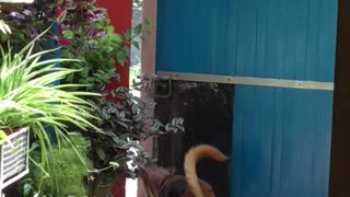 dog unlocks gate by himself