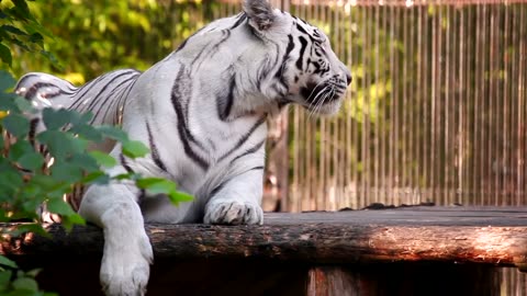 White tiger resting and yawning