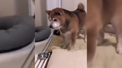 dog wanting food