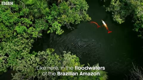 Pink River Dolphins Of The Amazon Rainforest's Hunting Secret | Earth's Great Rivers | BBC Earth