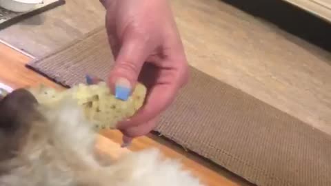 Cute little dog loves corn on the cob