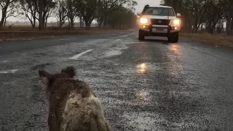 Thirsty Koala Drinks Rainwater off Road