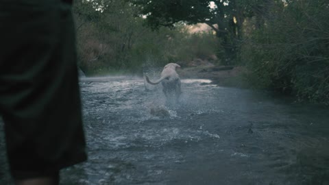 Dog catches a ball in a river, incredible bond