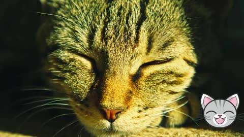 My cat taking an afternoon nap at the window - Music for my cat to sleep