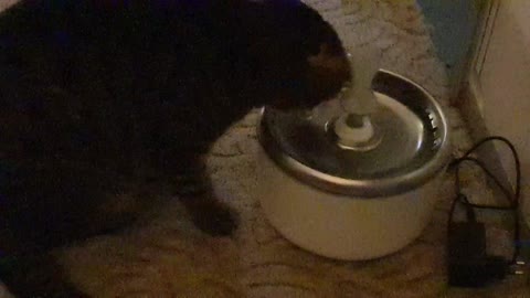 the cat drinks from the fountain