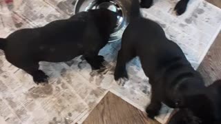 Warhammer Cane Corso pups 7 weeks old