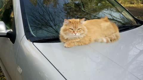 Cat on the hood of a car