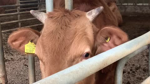 Cows Staring and Drinking Water