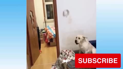 little dog is scared because his master makes him a little joke