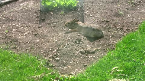 Rabbit playing in soil
