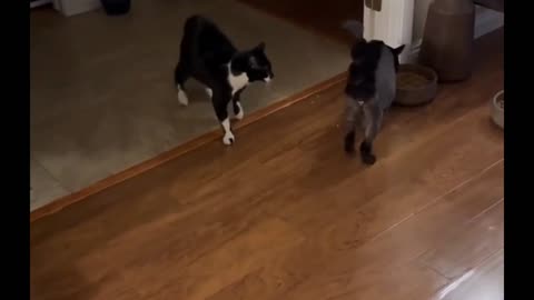 Cat Has Hilarious Reaction to His Brother's Haircut