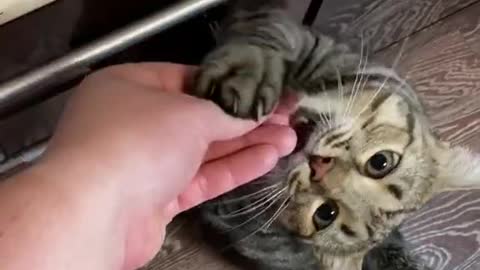 Cat can smell your food from miles away