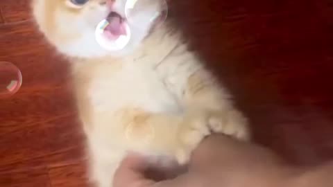 Cute cat funny videos