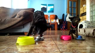 Dogs learn to ring bell for treats
