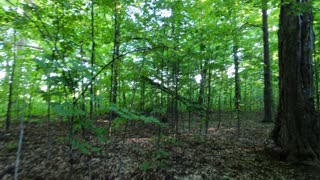 Ottawa Forest Watch - Jobs fill your pockets, but adventures fill your soul.