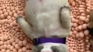 Sleeping pet