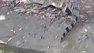 Crocodile getting up from water - crocs