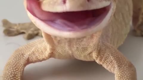 Owner Gives Her Gecko a Water Droplet Crown