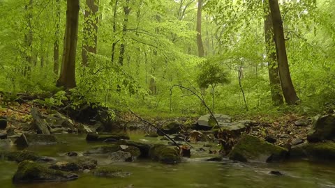 Relaxing Music with Forest Sounds to connect with mother Nature/ Música suave y sonidos del bosque.