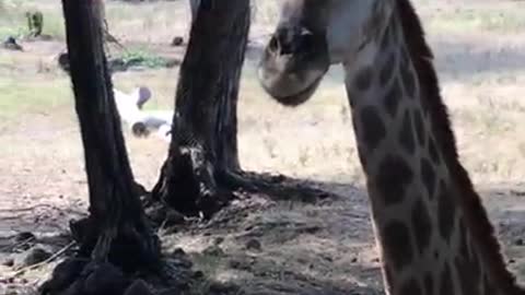 Giraffes At A Zoo